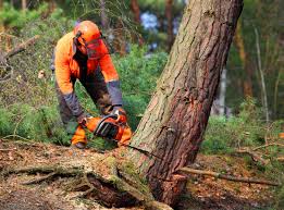 Best Lawn Disease Treatment  in St Maries, ID