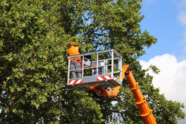 Best Tree Removal  in St Maries, ID