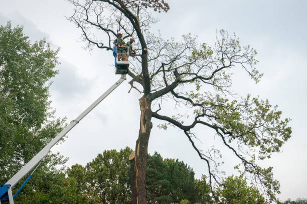 Best Commercial Tree Services  in St Maries, ID