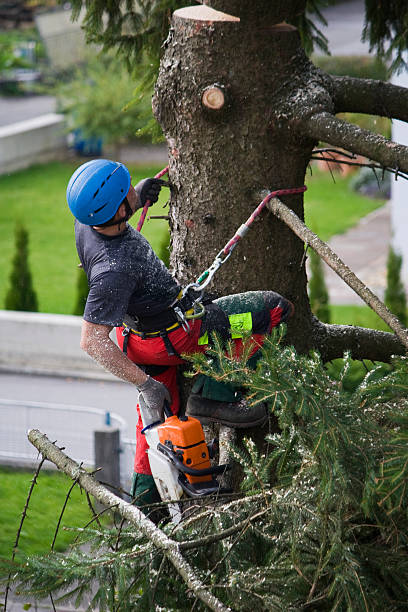 Best Utility Line Clearance  in St Maries, ID