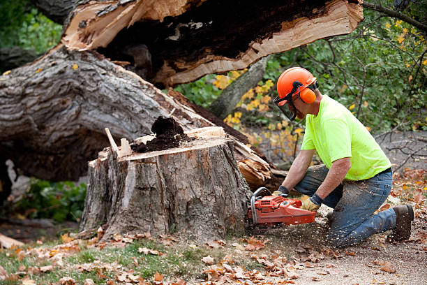 Best Tree Cabling and Bracing  in St Maries, ID