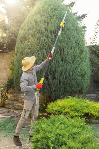 Best Tree Risk Assessment  in St Maries, ID