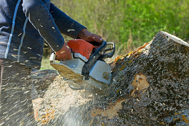 Best Leaf Removal  in St Maries, ID