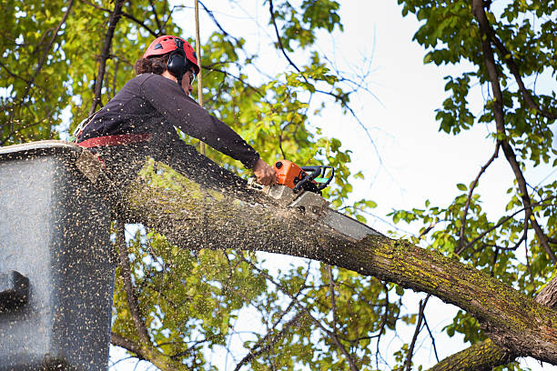 Best Storm Damage Tree Cleanup  in St Maries, ID