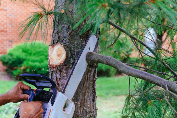 Best Palm Tree Trimming  in St Maries, ID